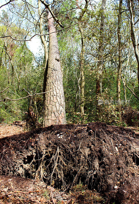 一场风暴摧毁了苏格兰松树(sylvestris Pinus)